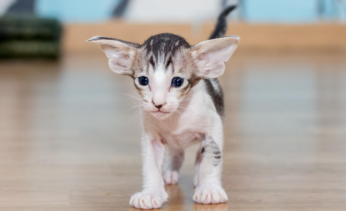 Коты ориенталы грузины