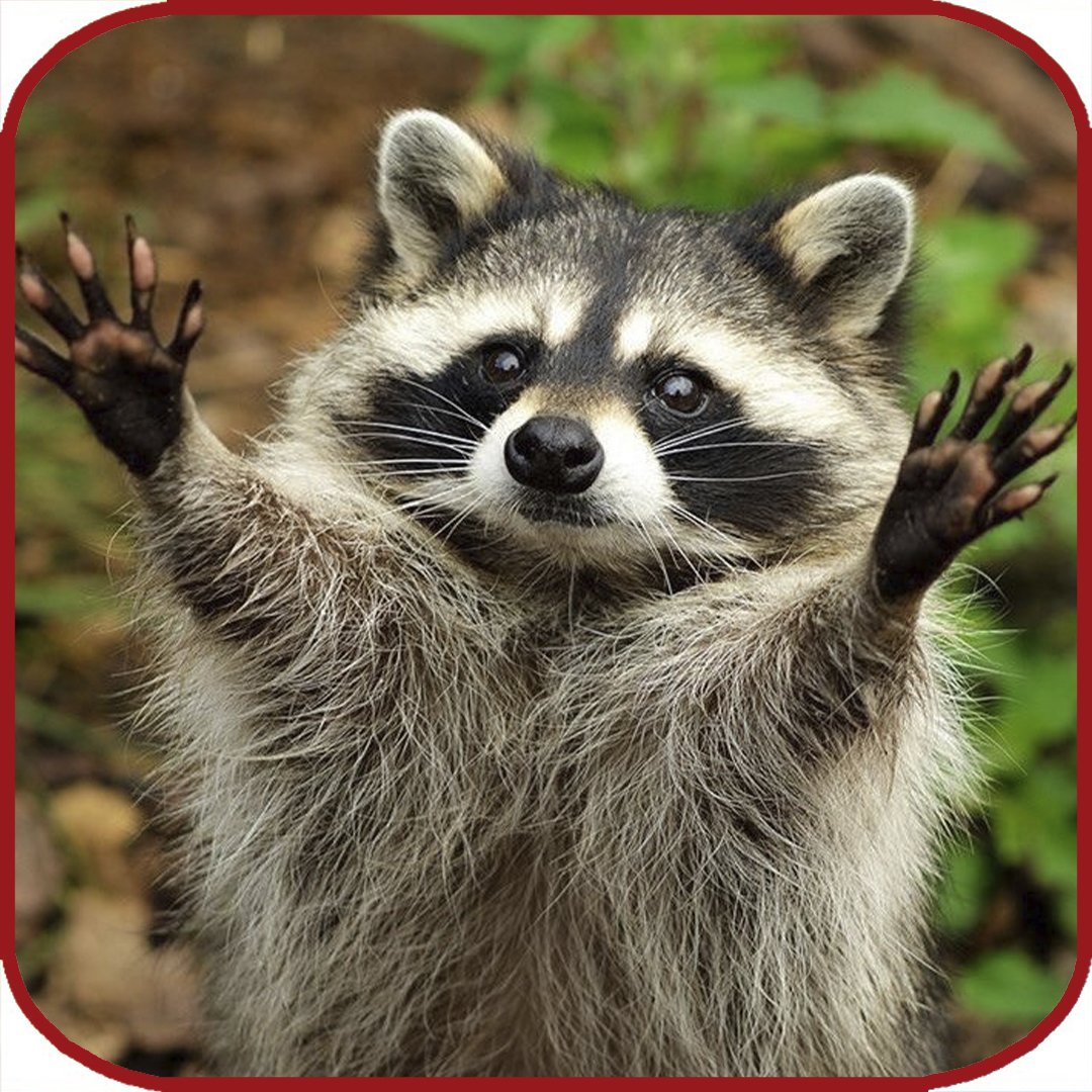 Уссурийская енотовидная собака