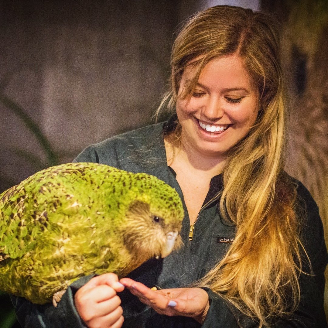 Попугай ара с человеком