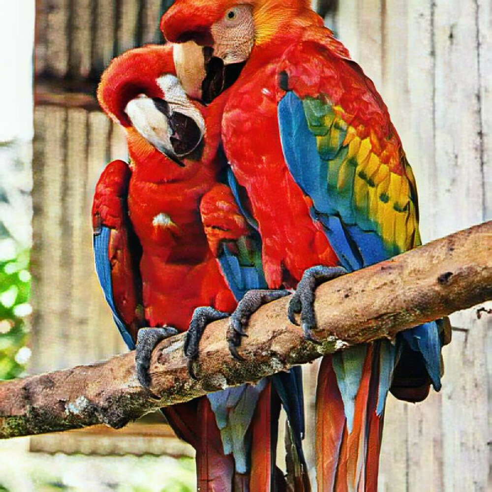 Попугай Амазонка Бразилия