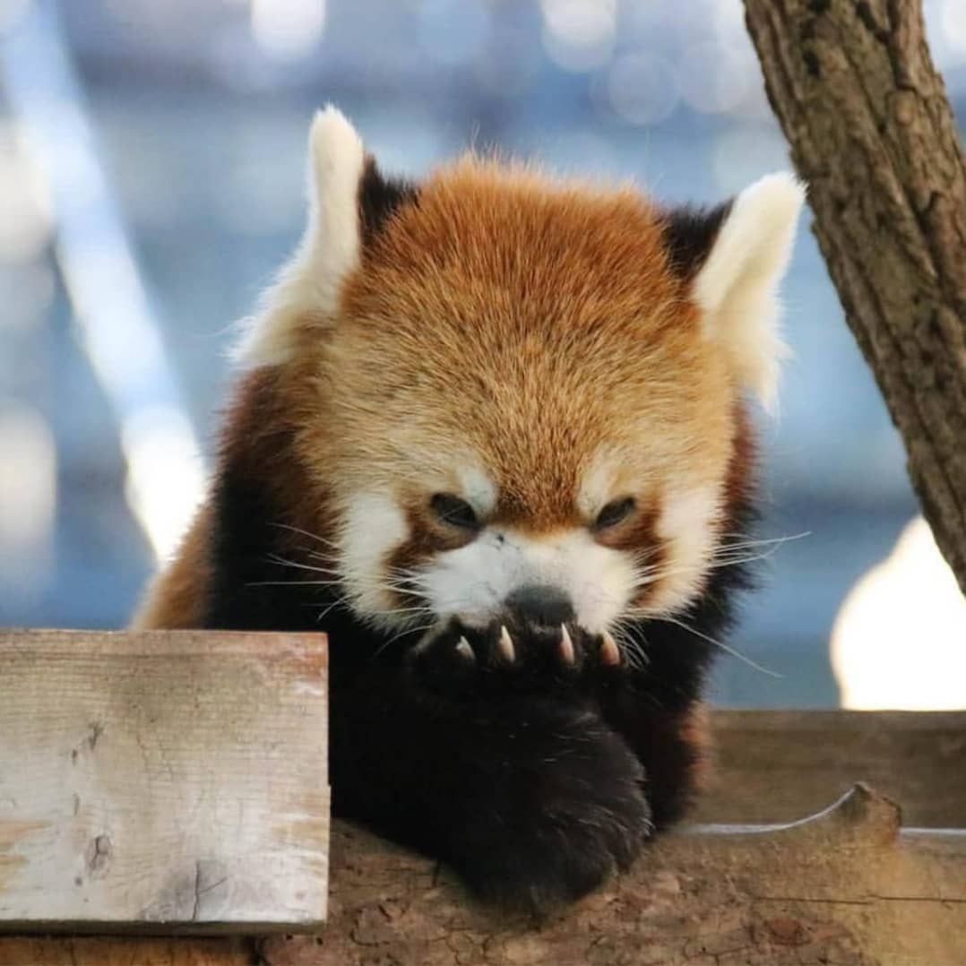 Пандовые еноты