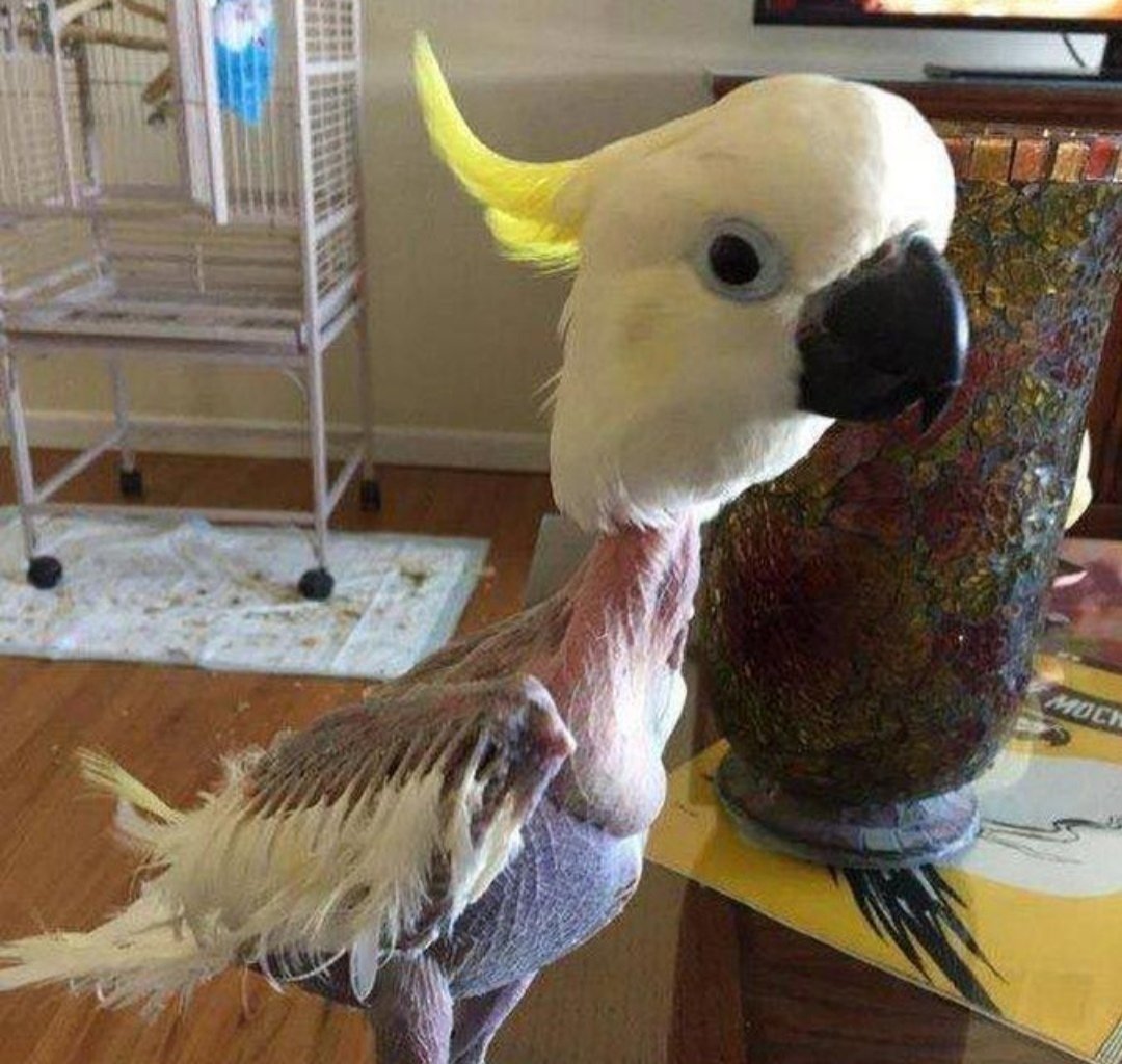 Собака и попугай