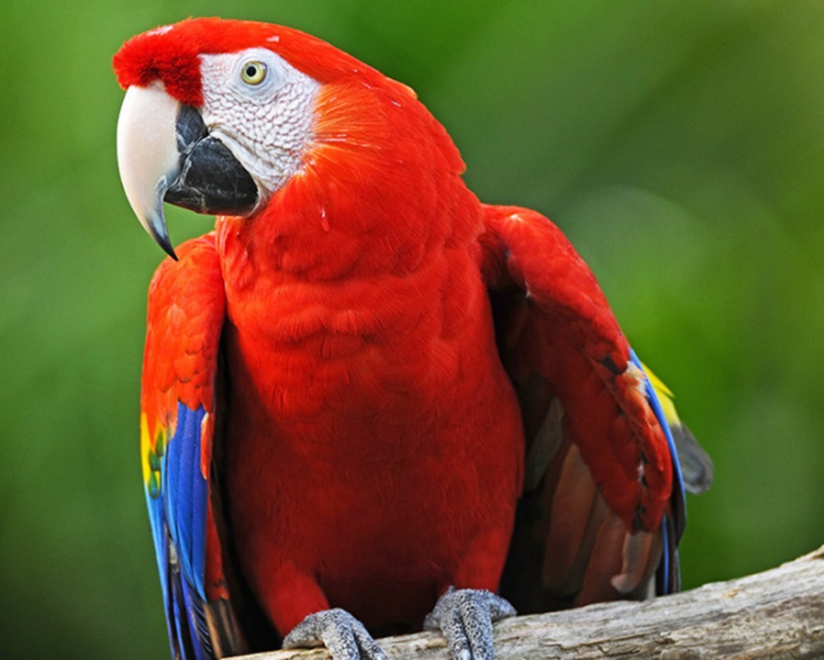 Попугай ара красный