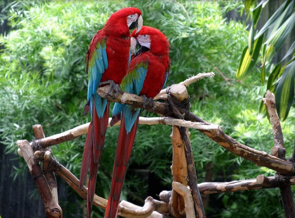 Попугай ара