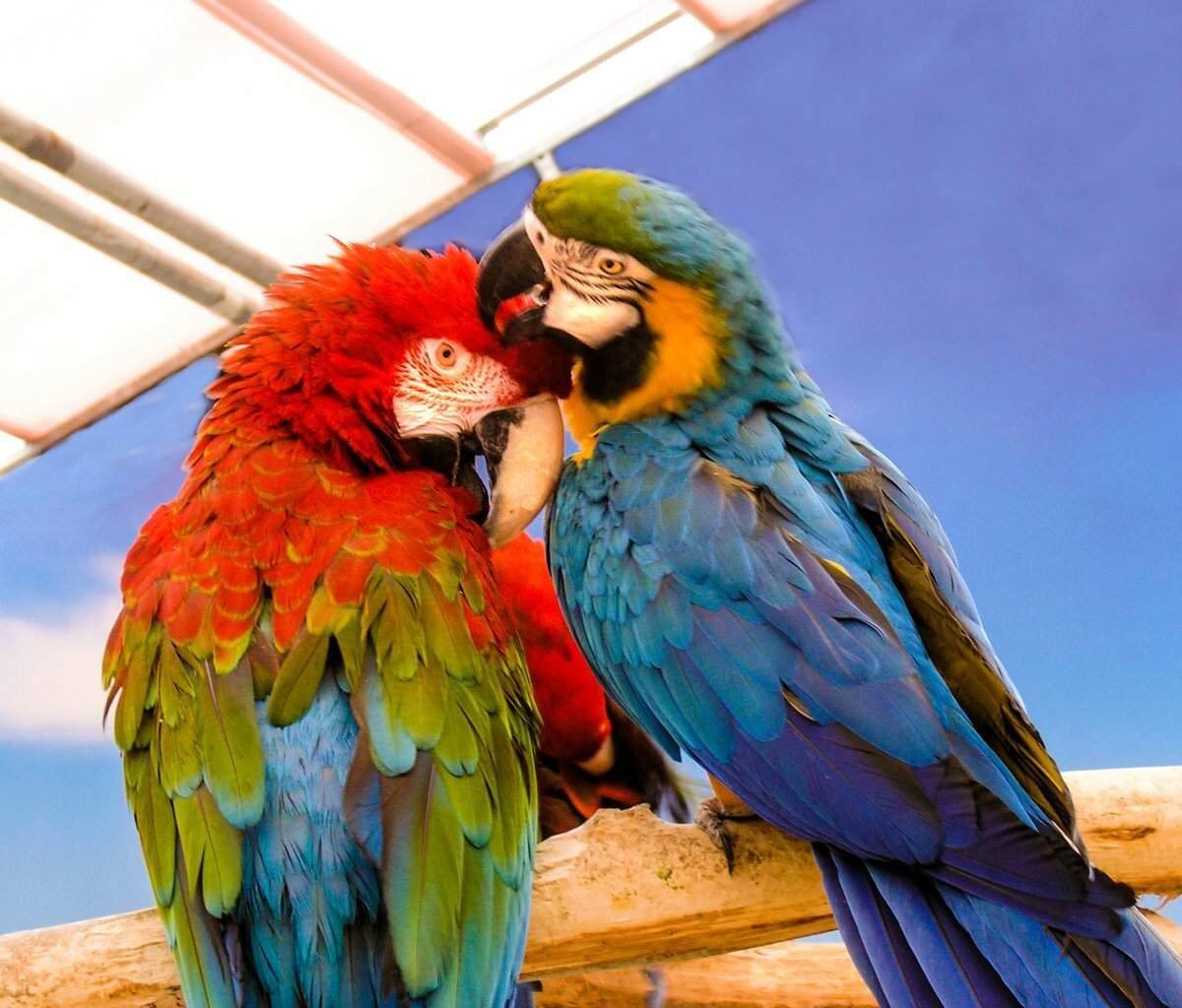 Попугай ара