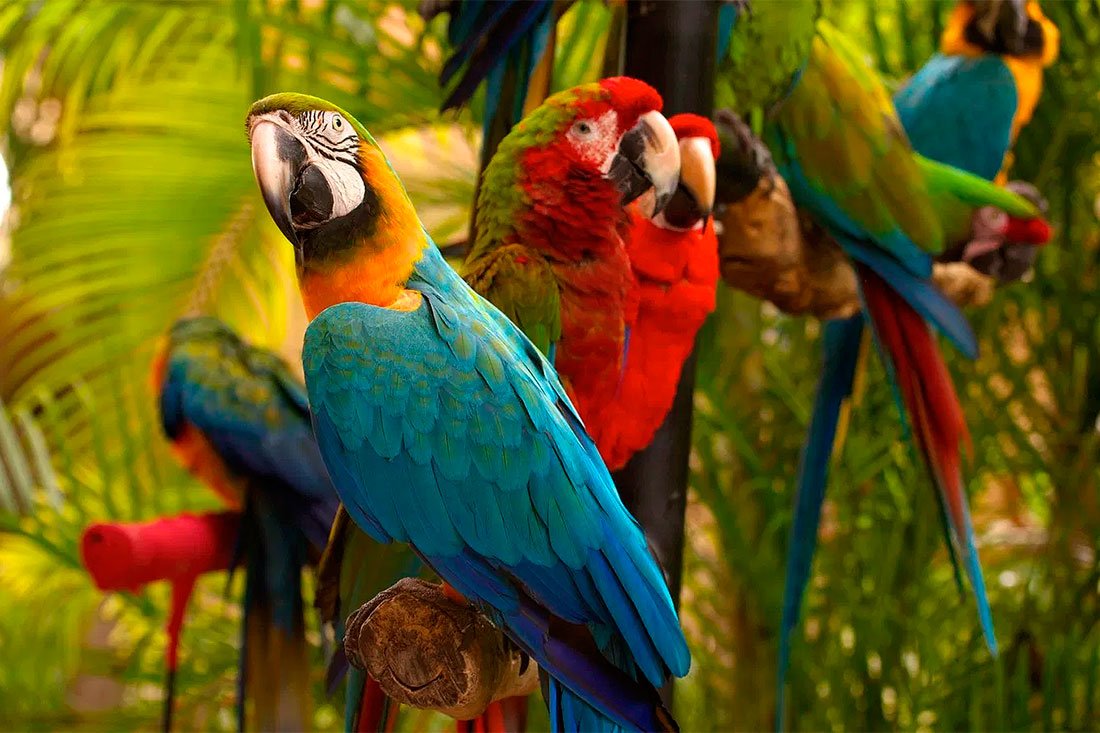 Веерные (ястребиноголовые) попугаи