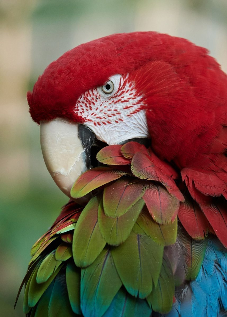 Попугаи в Германии