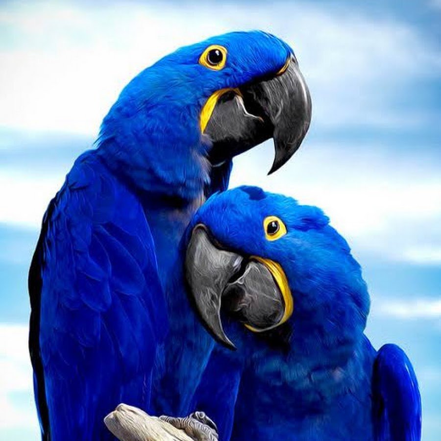 Синий попугай ара