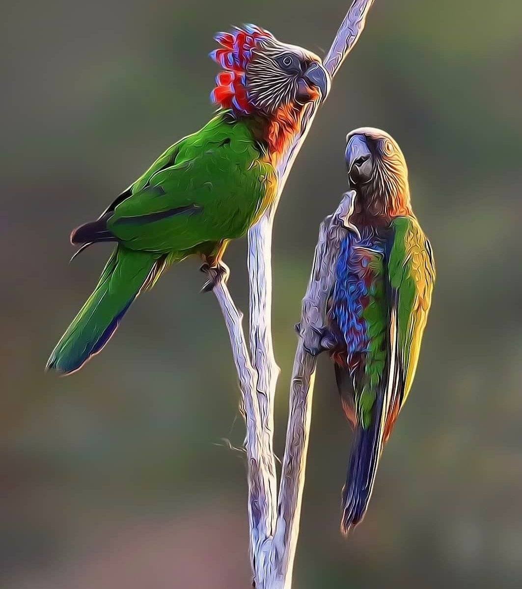 Попугай Какаду парк птиц