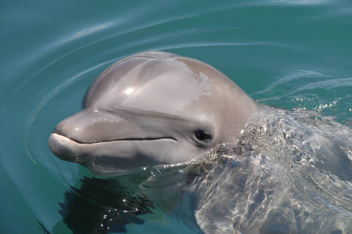 Длинномордый Дельфин
