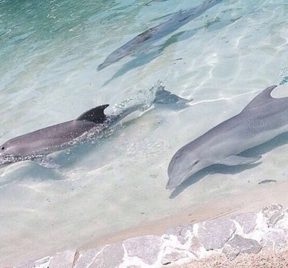 Внешний вид дельфина