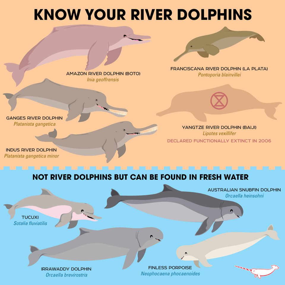 Виды дельфинов