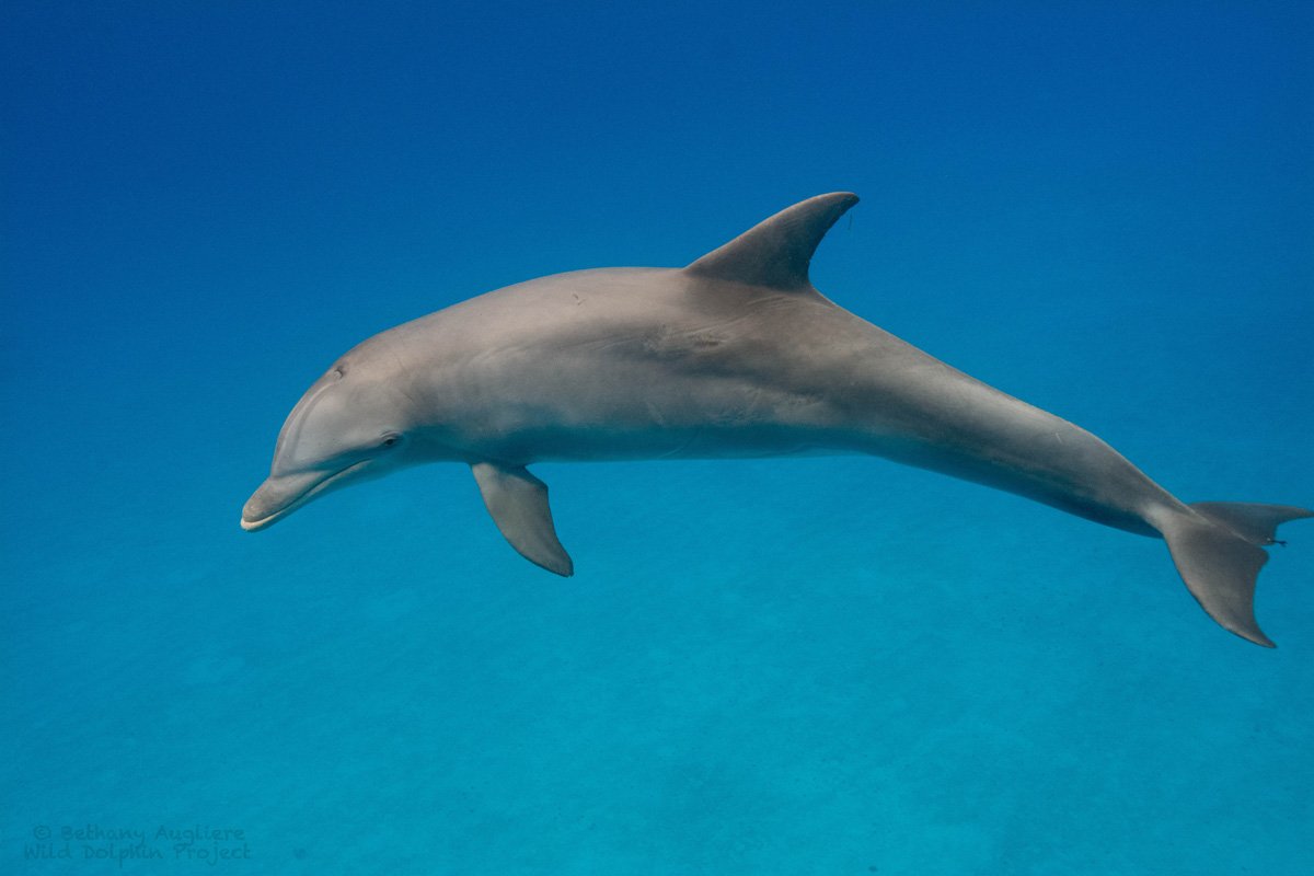 Кожа дельфина