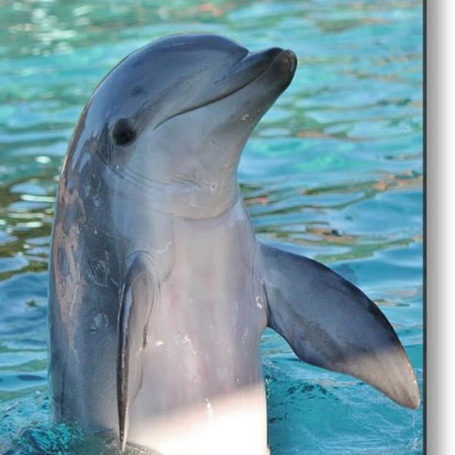 Дельфин Афалина Черноморская