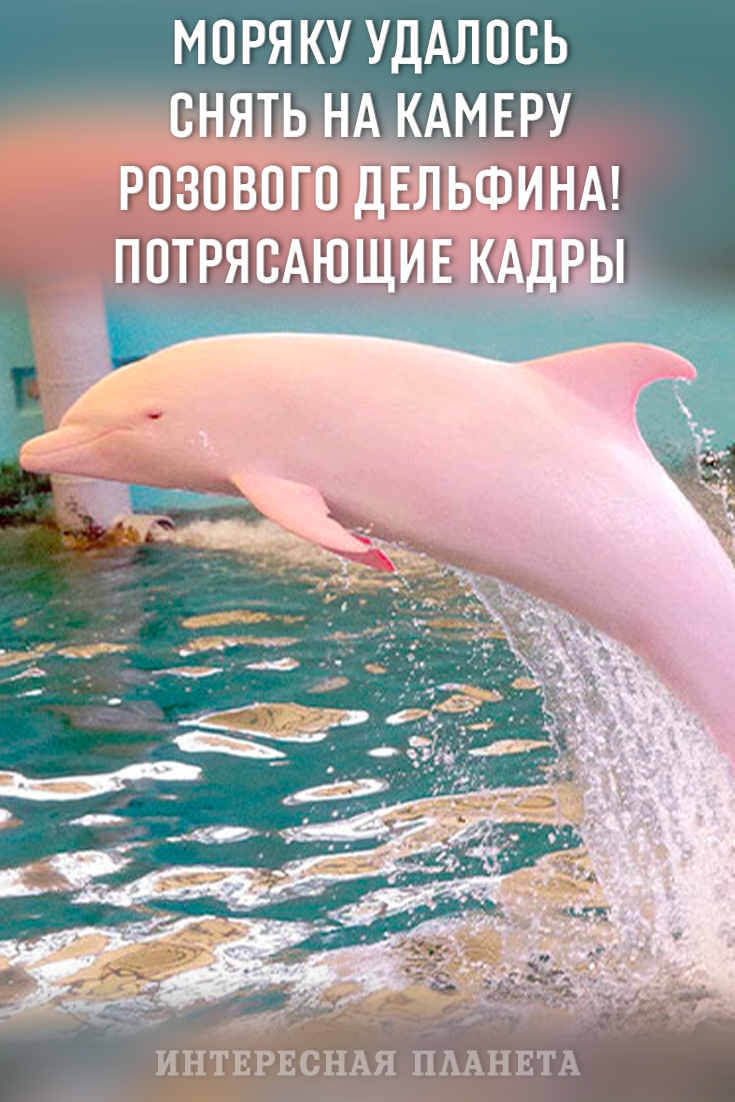 Черноморская Афалина