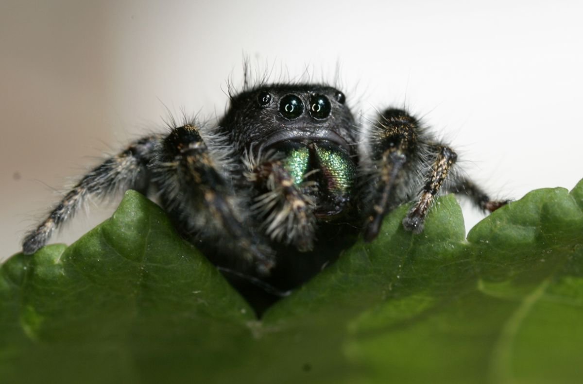 Тарантул альбинос