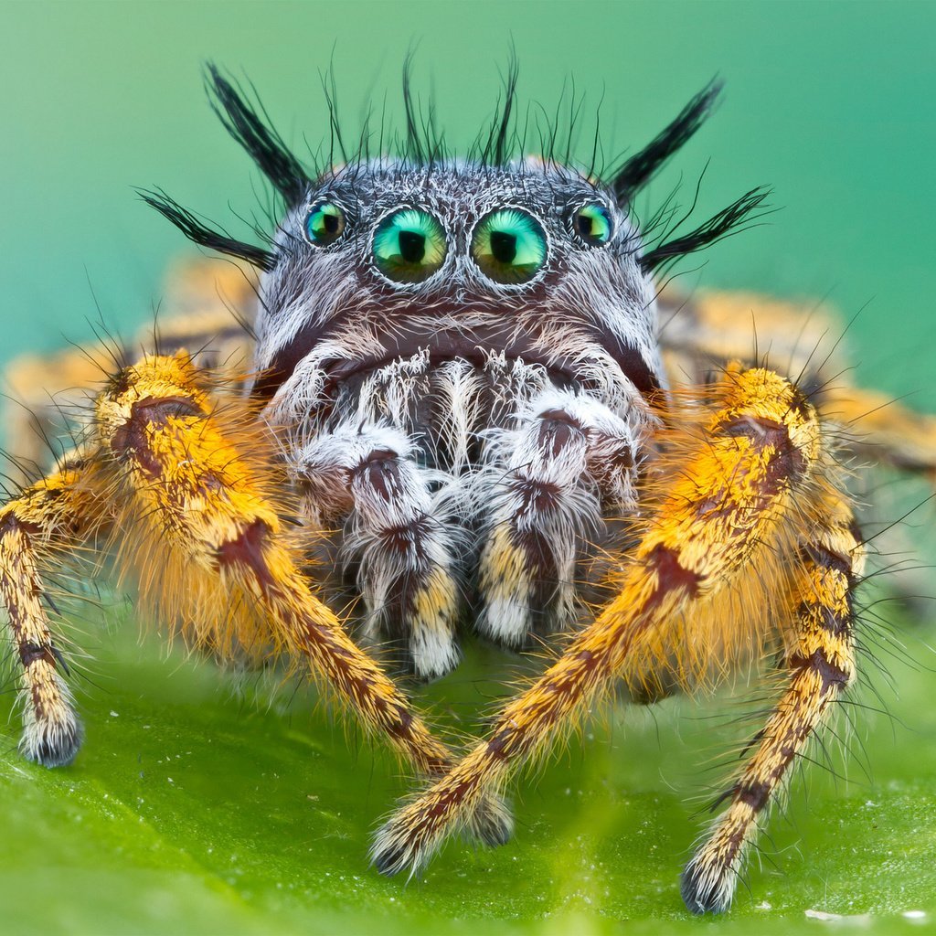 Лукас Спайдер