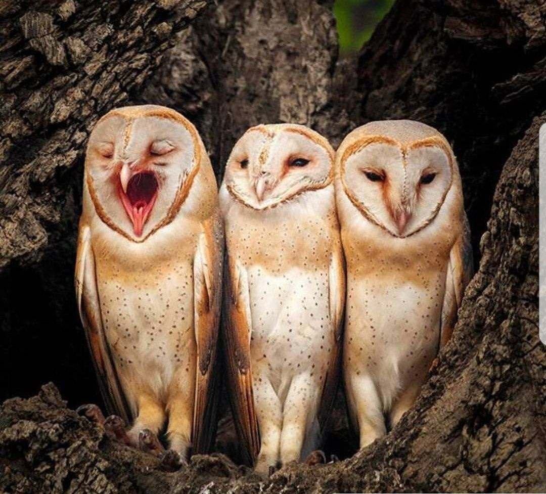 Смешные Совята