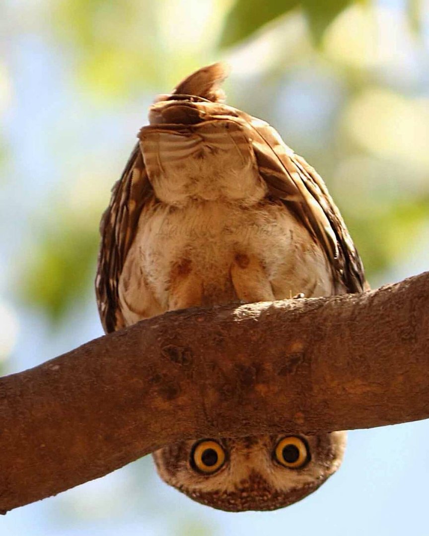 Сова с птенцами