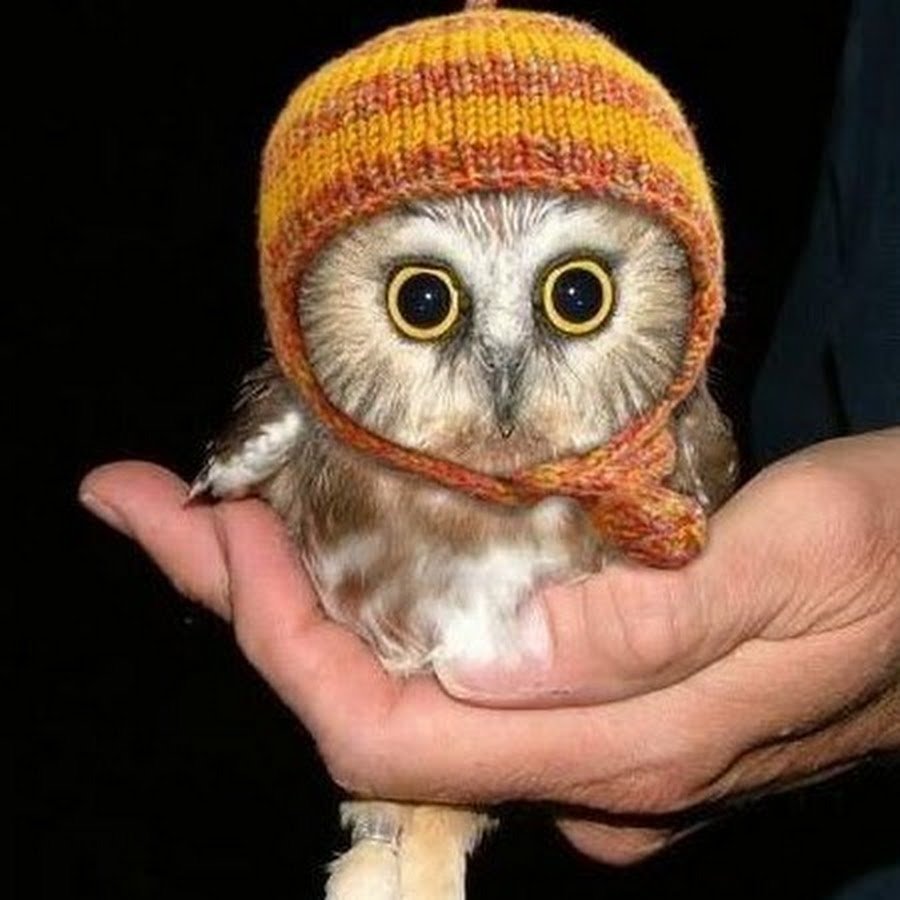 Сонный Совенок