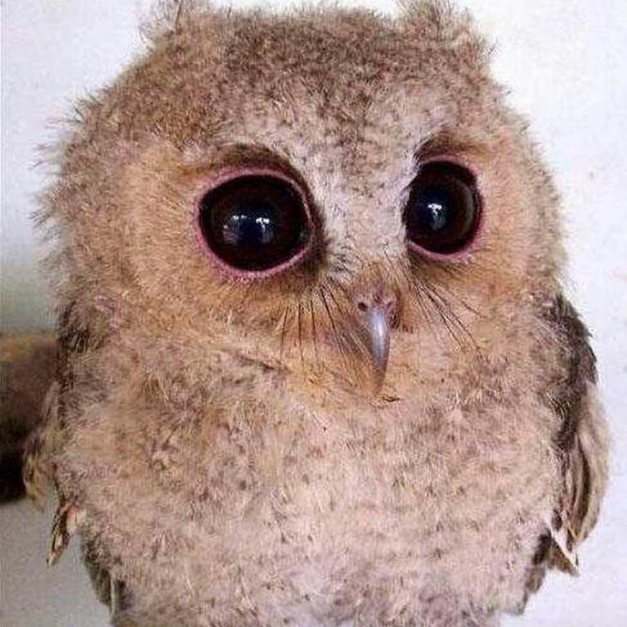 Семья сов сипух