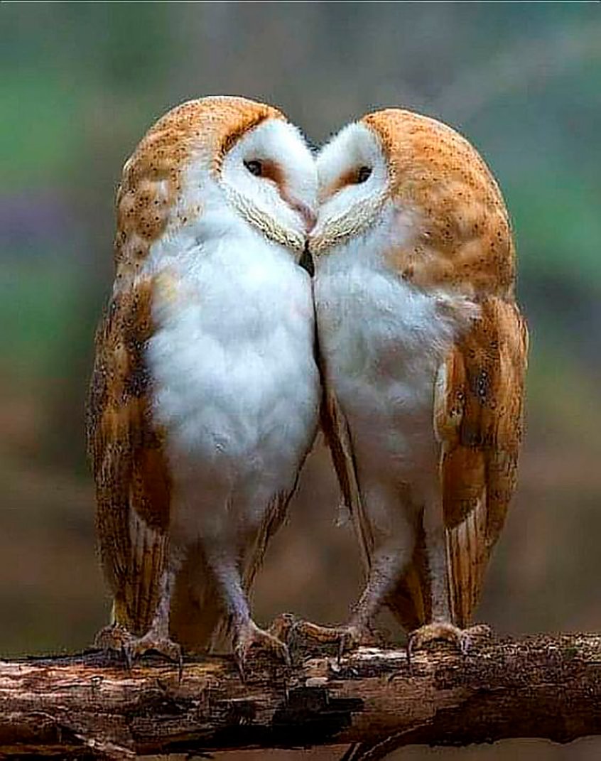 Совята в шарфиках и шапках