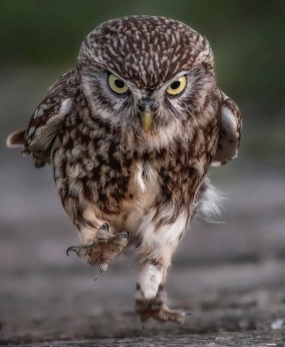 Сова в шлеме