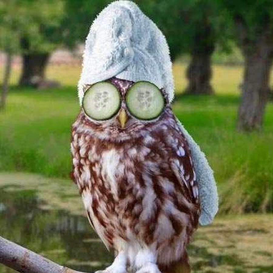 Сова рисунок