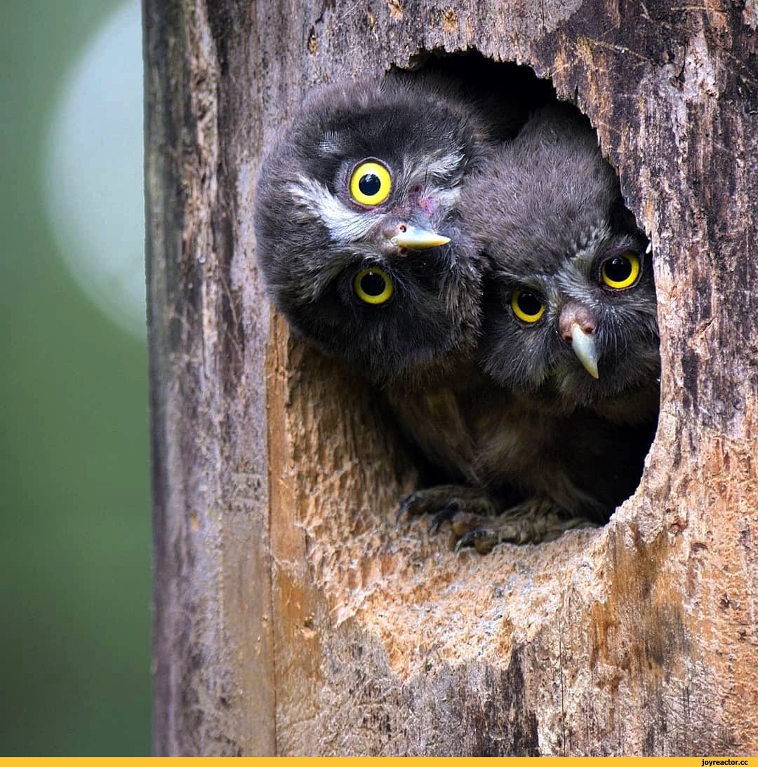 Прикольные птички