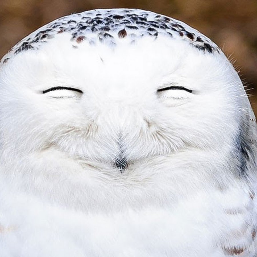 Смешные Совята