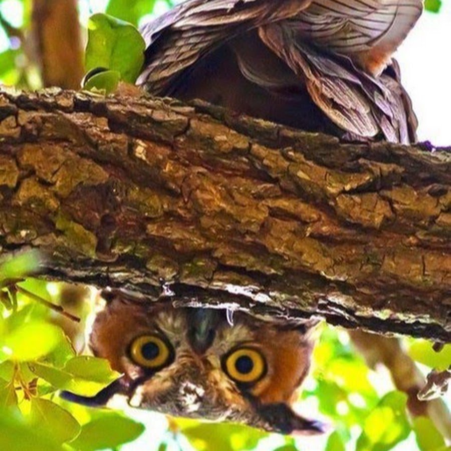 Совы нежные