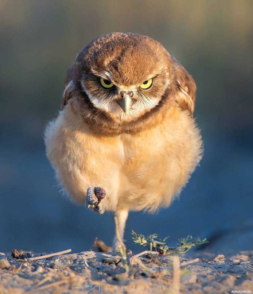 Angry Birds Owl