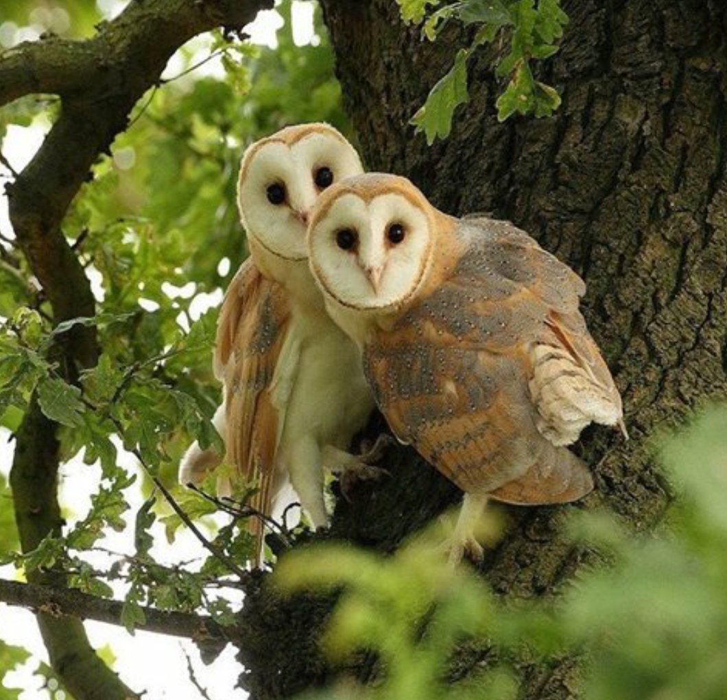 Сова Пуся