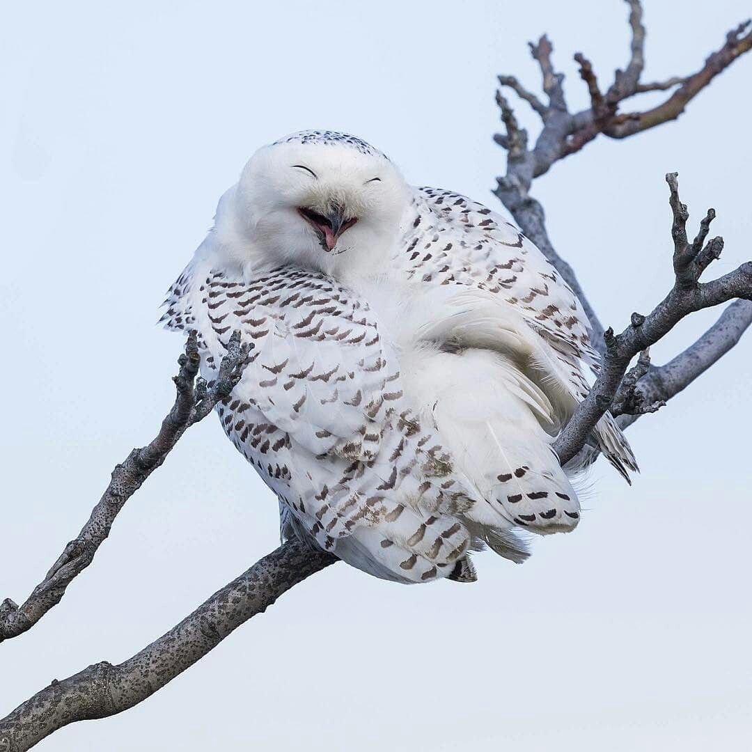 Сова выглядывает