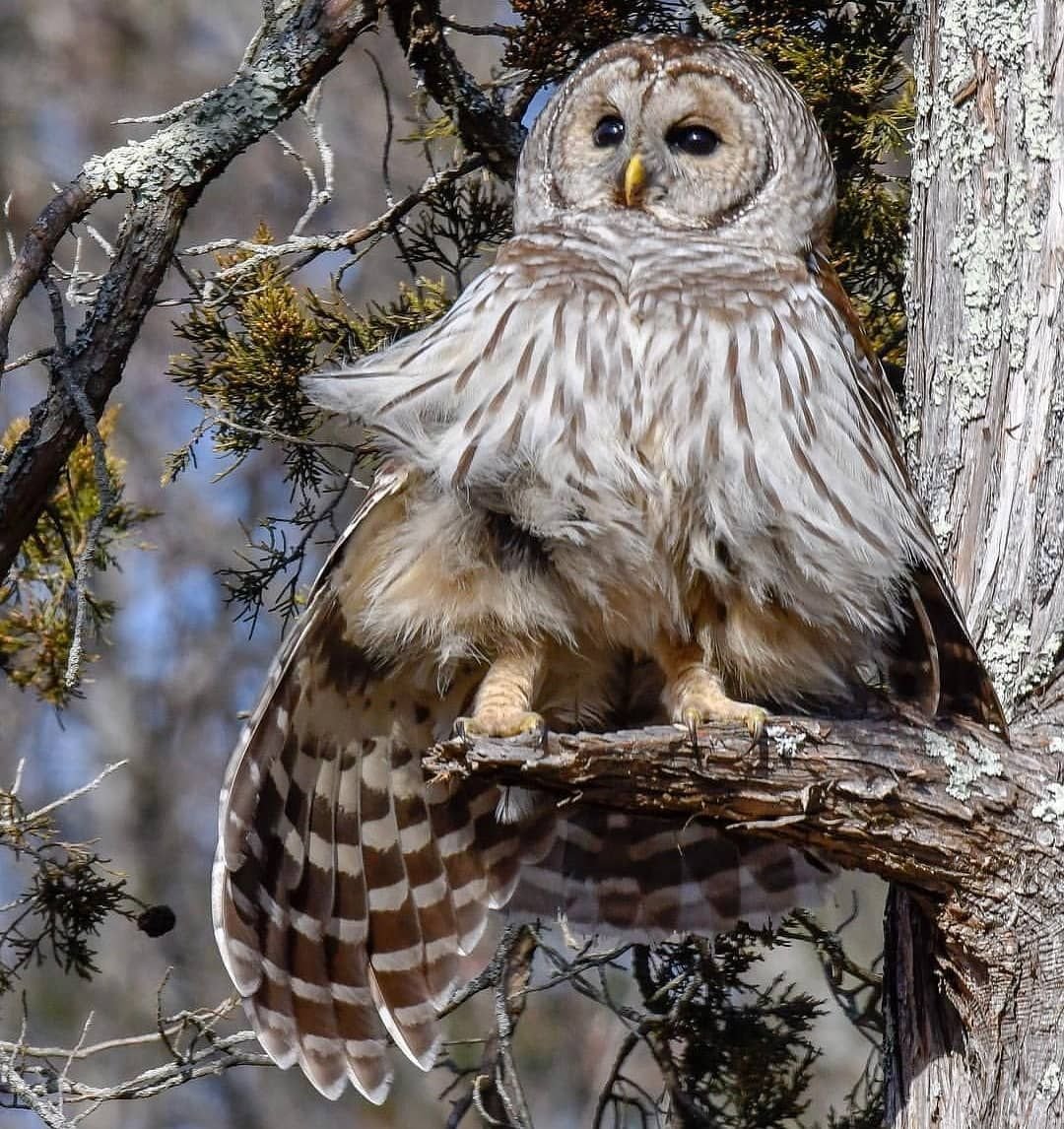 Совята первокурсники
