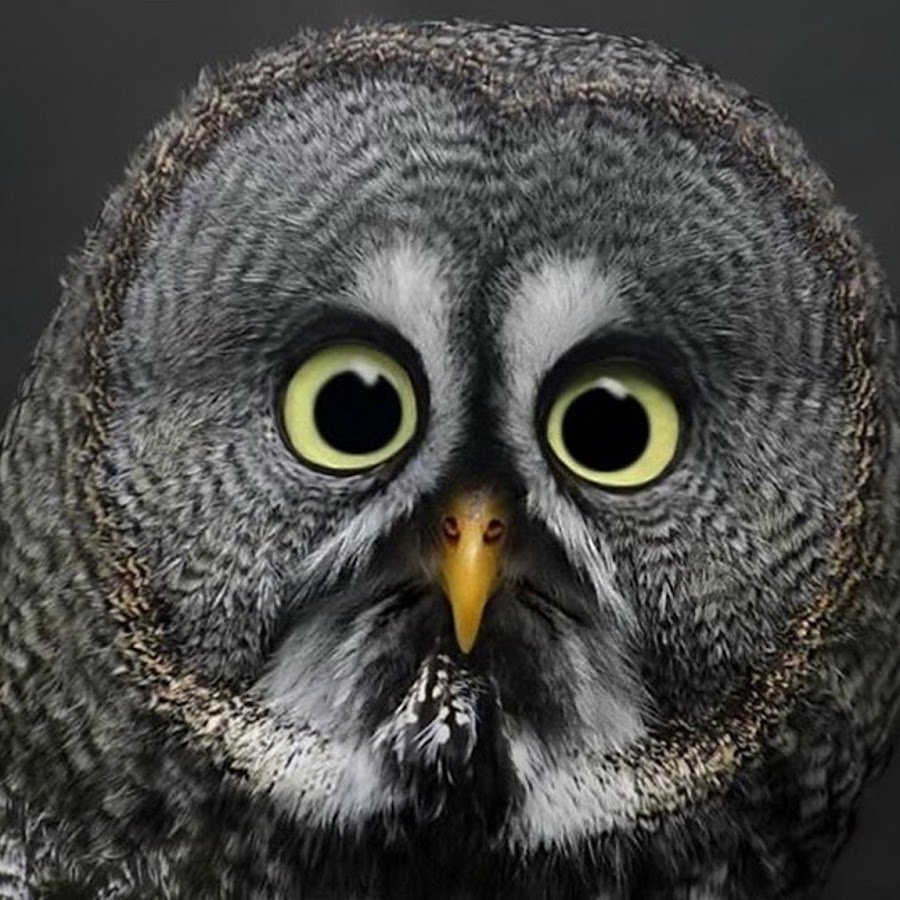 Удивленный взгляд Совы
