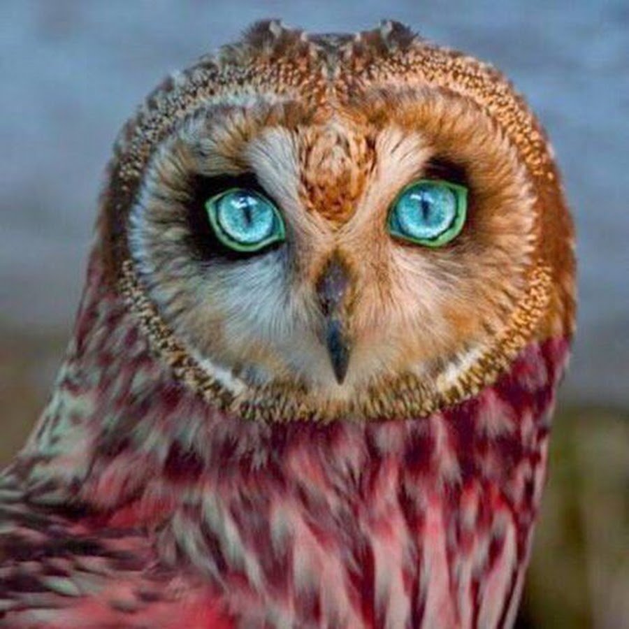 Булочка Сова