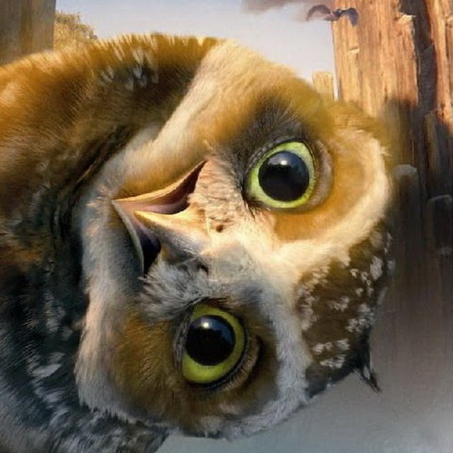 Сова улыбается