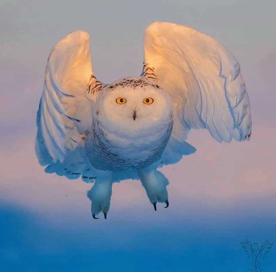 Камигинская Сова