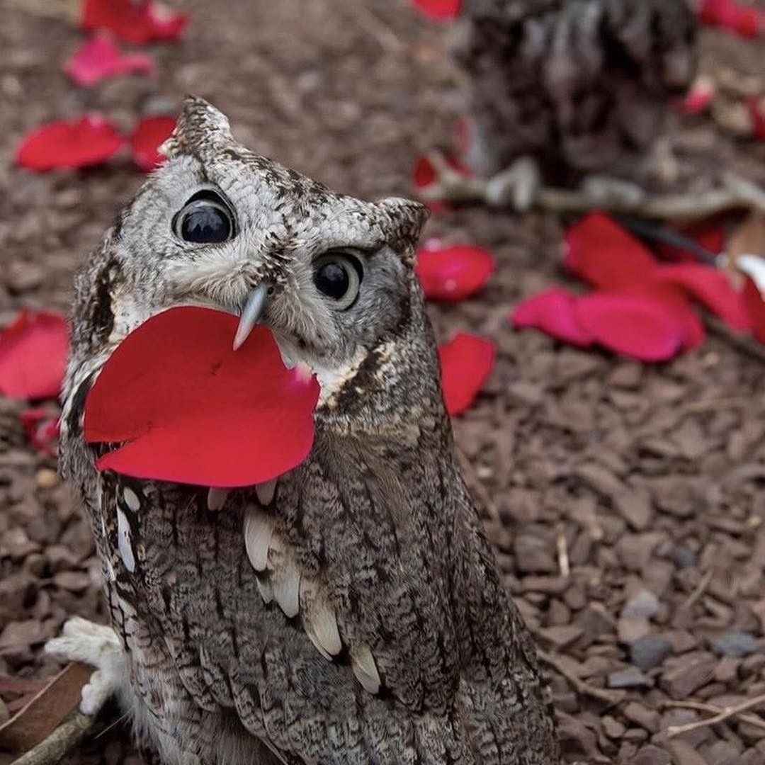 Сова декоративная