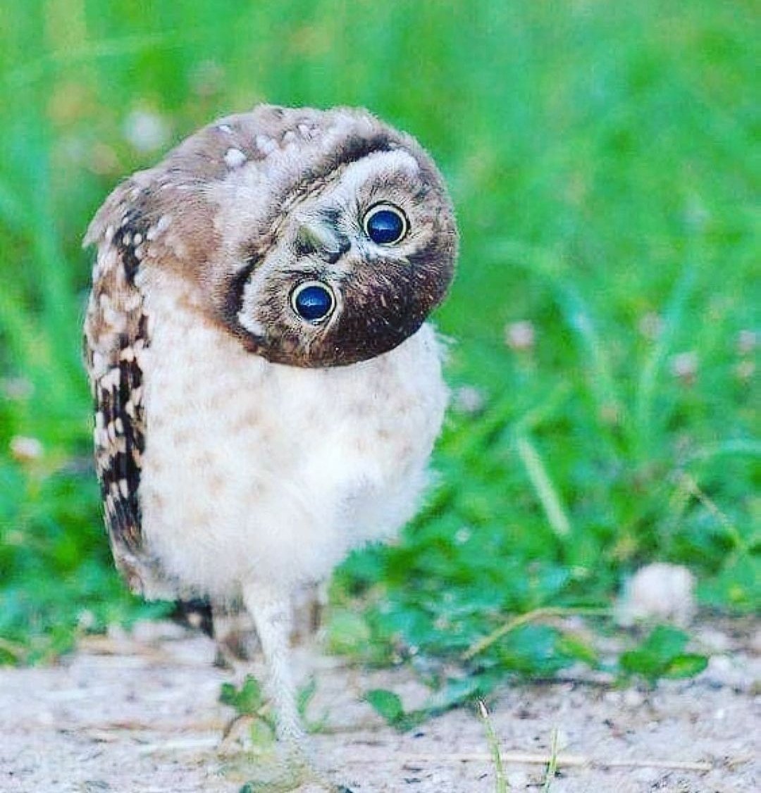 Огромный Филин