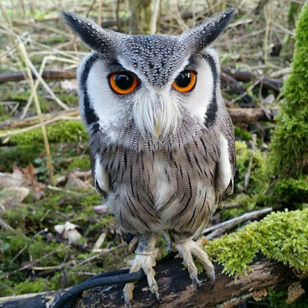 Питомец сипуха