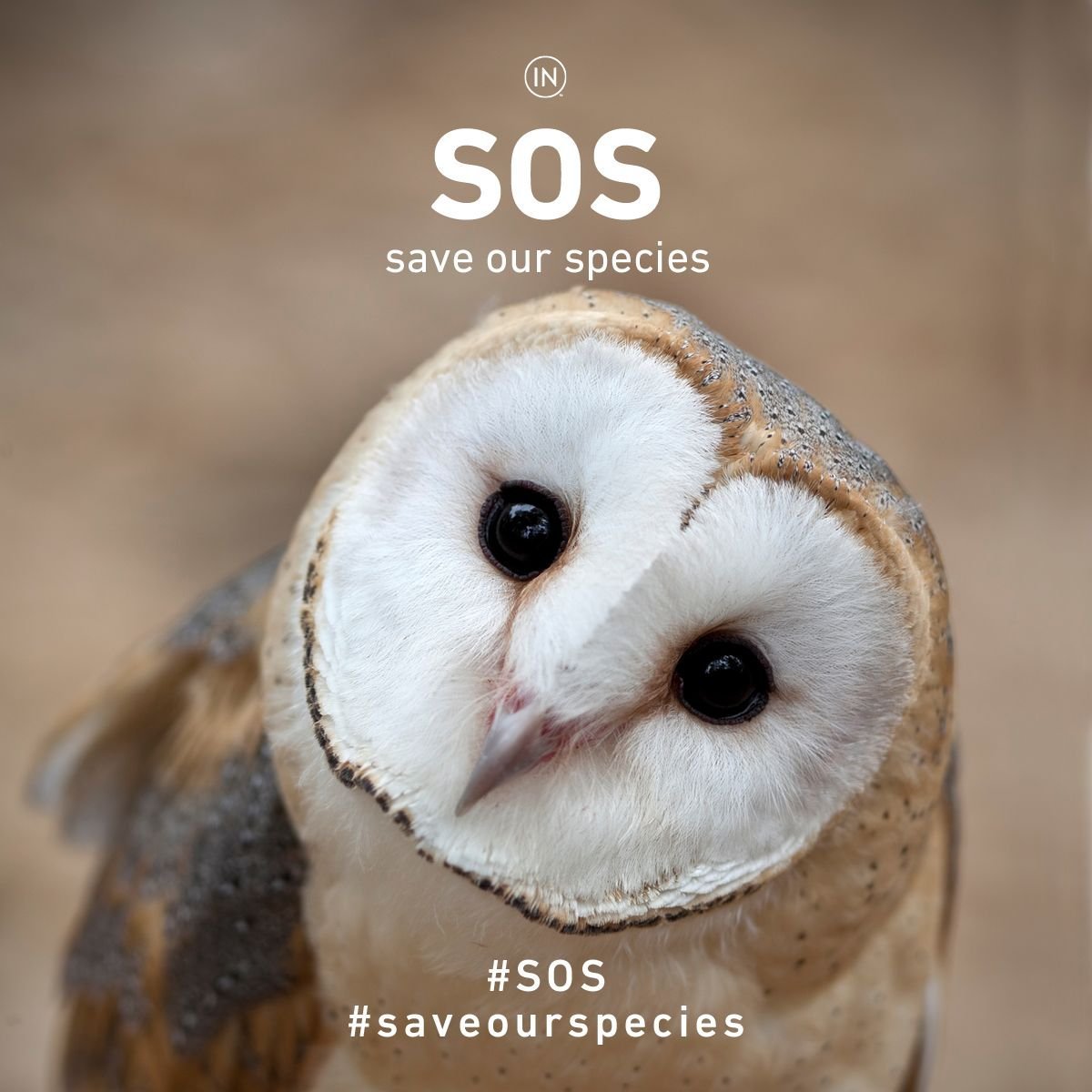 Картинки Совята Детёныши Эстетика