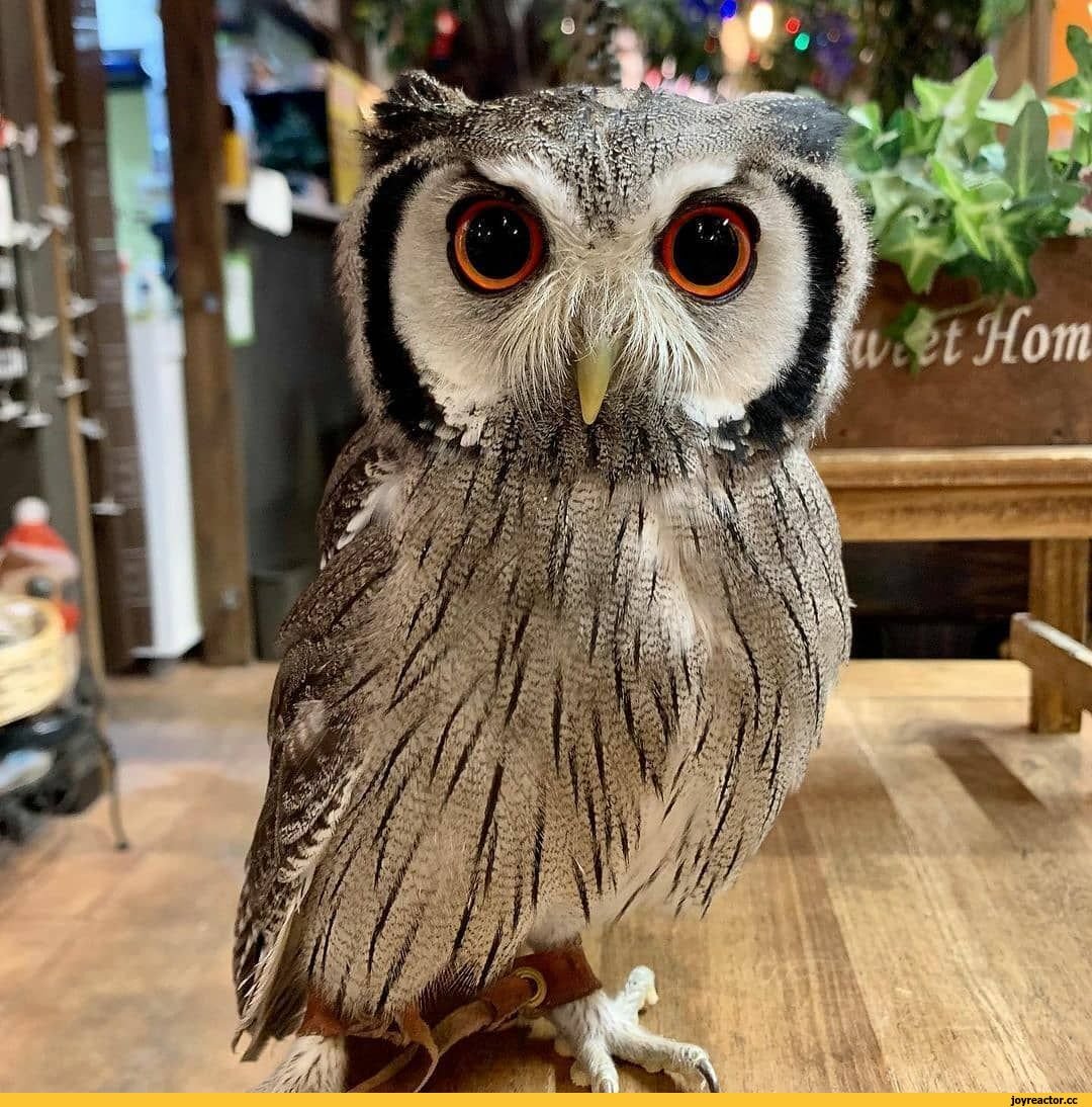 Мем Наташа и Совы