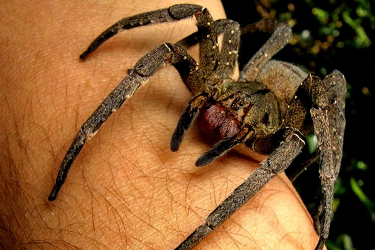 Бразильский Странствующий паук