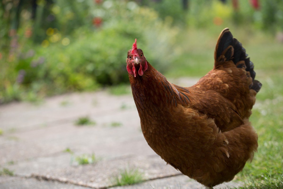 Вертел для гриля