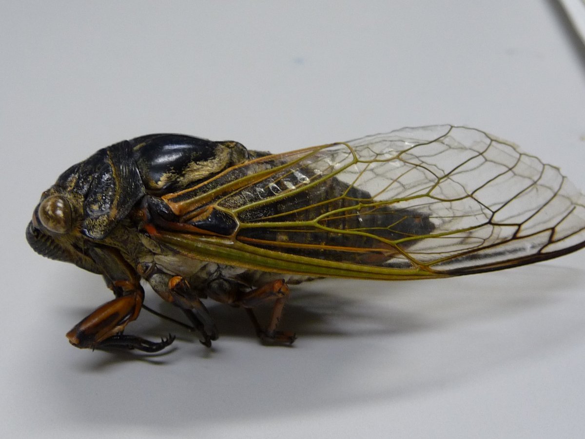 Магнитная цикада для чего