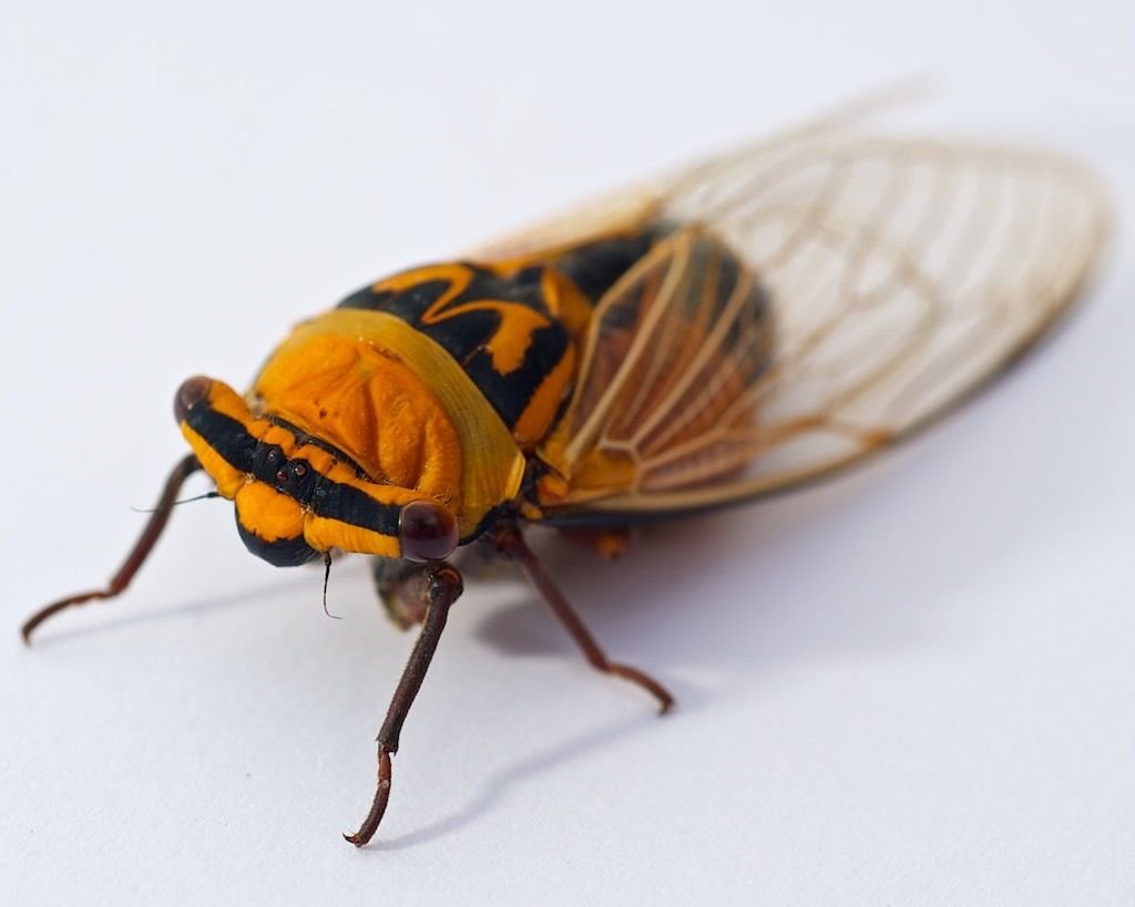 Цикада желтая