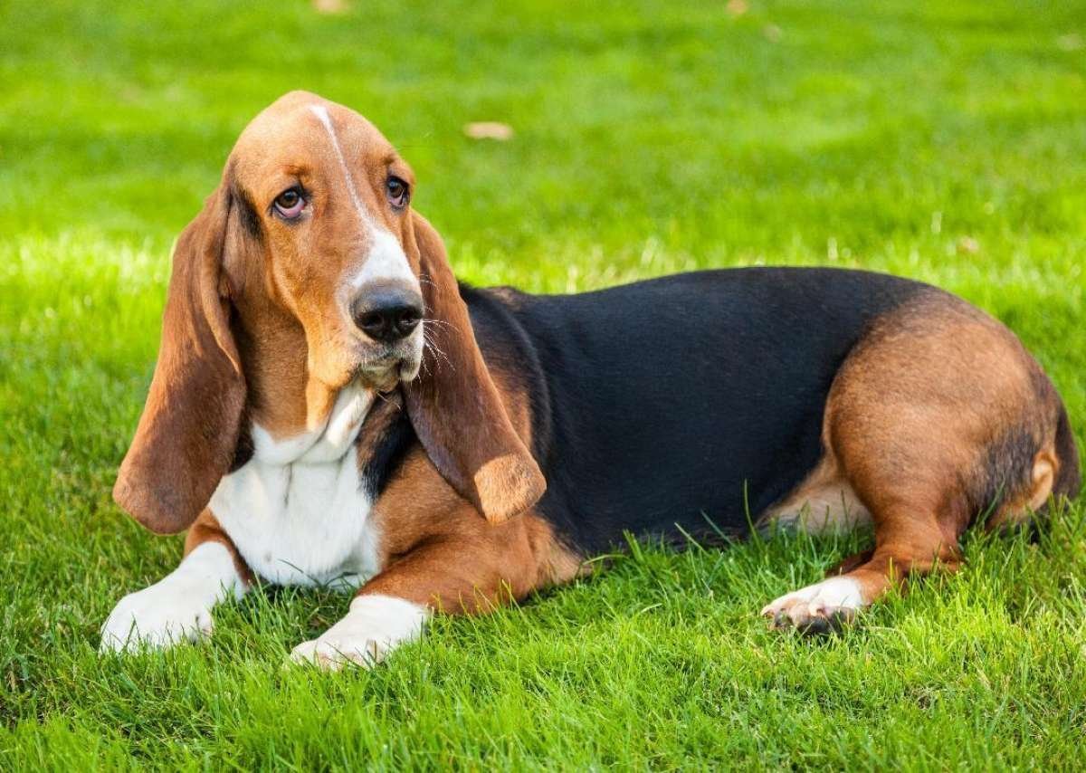 Бассет хаунд
