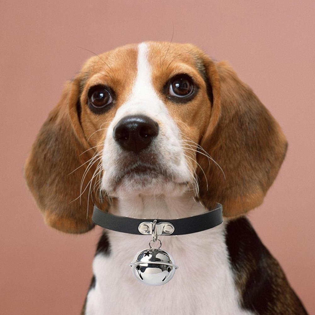 Корейская стрижка шицу